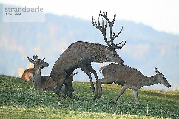 Rotwild (Cervus elaphus) Hirsch besteigt Alttier während der Brunft  Allgäu  Bayern  Deutschland  Europa