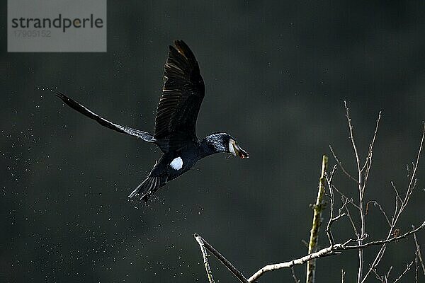 Kormoran (Phalacrocorax carbo)  Altvogel bringt Nistmaterial  Essen  Ruhrgebiet  Nordrhein-Westfalen  Deutschland  Europa