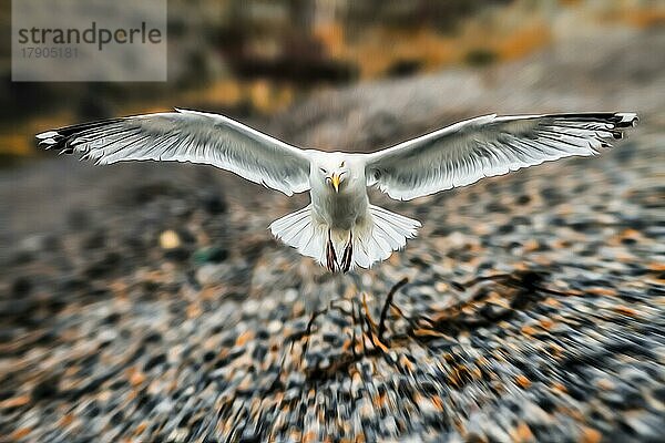 Silbermöwe (Larus argentatus) fliegt los  frontal  Flügel  Flügelspanne  Dynamik  Kiesstrand  Illustration  Normandie  Frankreich  Europa