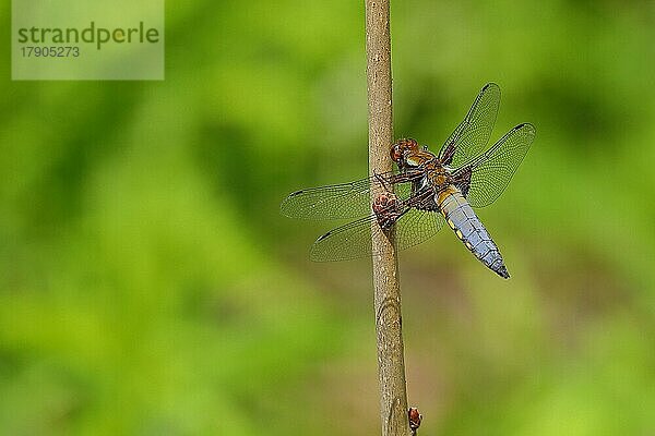 Plattbauchlibelle (Libellula depressa) Männchen mit offenen Flügeln an Pflanzenstengel am Gartenteich  Wilden  Nordrhein-Westfalen  Deutschland  Europa