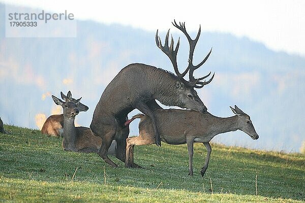 Rotwild (Cervus elaphus) Hirsch besteigt Alttier während der Brunft  Allgäu  Bayern  Deutschland  Europa