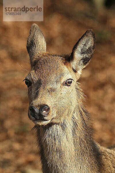 Rotwild (Cervus elaphus) Porträt eines weiblichen Stückes im Winterfell  Allgäu  Bayern  Deutschland  Europa