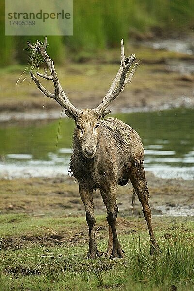 Davidshirsch (Elaphurus davidianus) steht am Ufer eines Sees  captive  Südschweden  Schweden  Europa