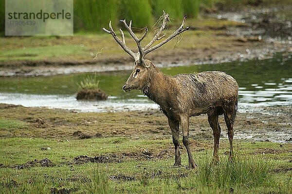 Davidshirsch (Elaphurus davidianus) steht am Ufer eines Sees  captive  Südschweden  Schweden  Europa