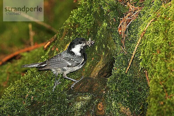 Tannenmeise (Periparus ater) Altvogel bringt Futter an die Bruthöhle in hohlem Baumstubben  Allgäu  Bayern  Deutschland  Europa