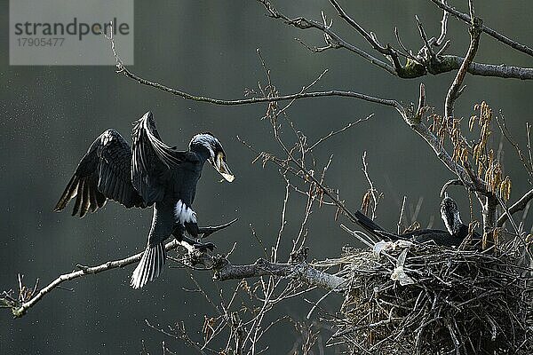 Kormoran (Phalacrocorax carbo)  Paar am Nest  Partner bringt Nistmaterial  Essen  Ruhrgebiet  Nordrhein-Westfalen  Deutschland  Europa