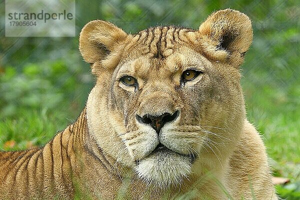 Löwin (Panthera Leo)  Tierportrait  Frontalansicht  captive  Zoo Salzburg  Österreich  Europa