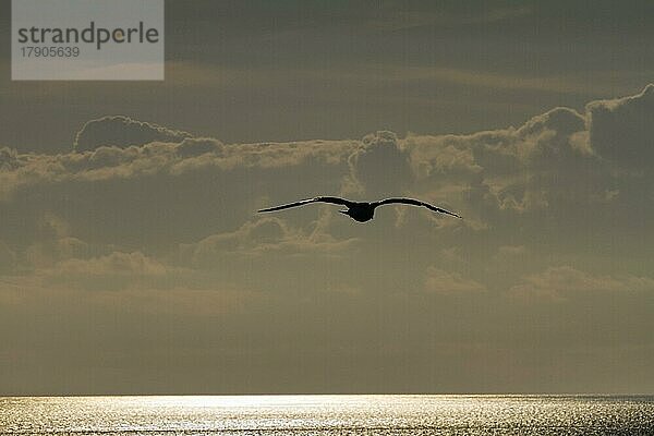 Möwe  Silhouette fliegt vor Abendhimmel  Sonnenlicht glitzert golden auf dem Meer  Bretagne  Frankreich  Europa