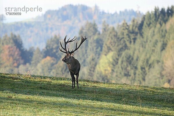 Rothirsch (Cervus elaphus) auf einer Bergwiese während der Brunft  Allgäu  Bayern  Deutschland  Europa