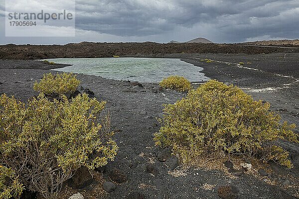 Wasserbecken am Playa de Montaña Bermeja  Vulkanlandschaft  Lanzarote  Kanarische Insel  Spanien  Europa