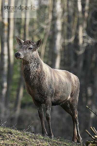 Rothirsch (Cervus elaphus) ohne Geweih  hat beide Stangen abgeworfen  Allgäu  Bayern  Deutschland  Europa