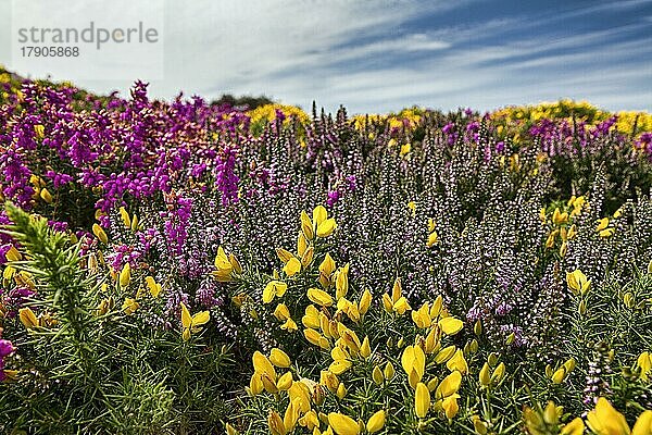 Blühendes  farbenprächtiges Heideland mit Stechginster  gelb  pink  violett  Nahaufnahme  Cap Fréhel im Sommer  Smaragd-Küste  Bretagne  Frankreich  Europa