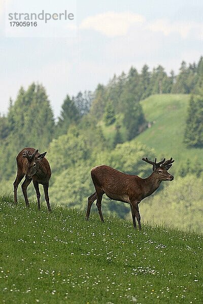 Rotwild (Cervus elaphus) Hirsche mit Bastgeweih auf einer Bergwiese  Allgäu  Bayern  Deutschland  Europa