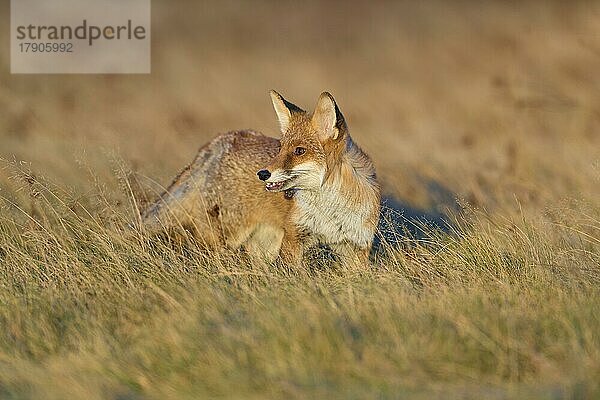 Rotfuchs (Vulpes vulpes)  auf einer Wiese im Herbst