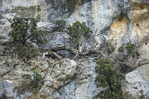Bergkiefer (Pinus mugo) wachsen in Felswand  Schlucht von Trevans  Gorges de Trévans  Nähe von Estoublon  Alpes-de-Haute-Provence  Provence  Frankreich  Europa