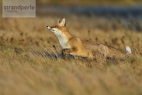 Rotfuchs (Vulpes vulpes)  rennend auf einer Wiese im Herbst