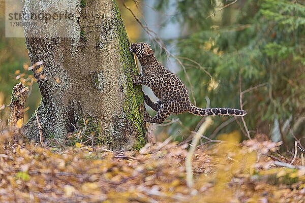Indischer Leopard (Panthera pardus fusca)  Jungtier im Wald