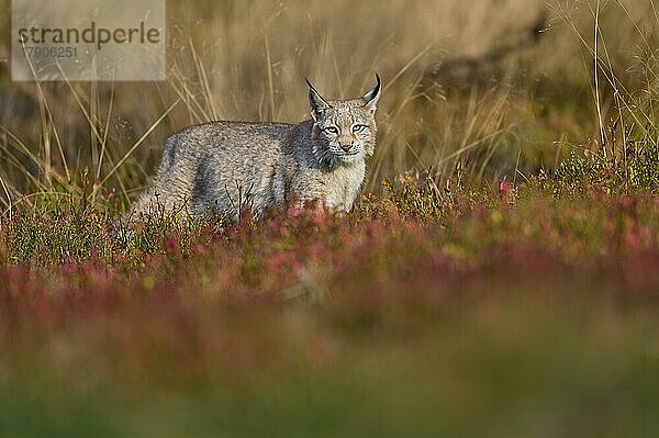 Europäischer Luchs (Lynx lynx)  läuft im Herbst