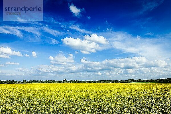 Frühling-Sommer-Hintergrund  gelbes Rapsfeld mit blauem Himmel