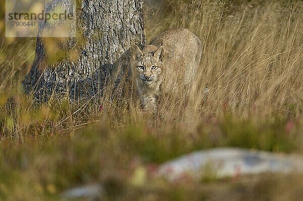 Europäischer Luchs (Lynx lynx)  läuft im Herbst