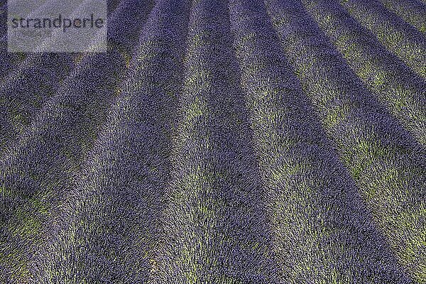 Lavendelfeld  blühender echter (Lavandula angustifolia) Lavendels  bei Puimoisson  Plateau de Valensole  Provence  Provence-Alpes-Cote d Azur  Südfrankreich  Frankreich  Europa
