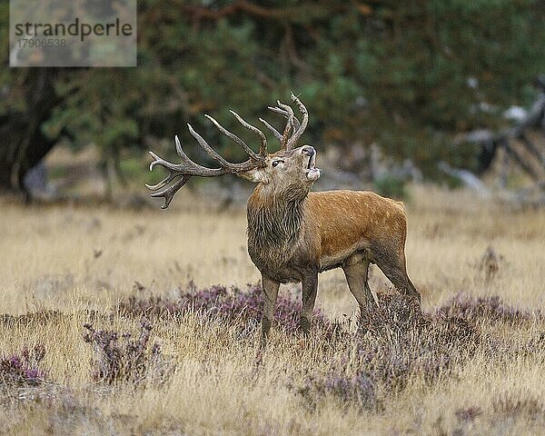 Rothirsch (Cervus elaphus) im Nationalpark Hoge Veluwe  Niederlande  Europa