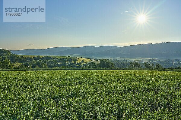 Sonnenaufgang über einem Sojabohnenfeld im Frühling  Großheubach  Miltenberg  Spessart  Bayern  Deutschland  Europa