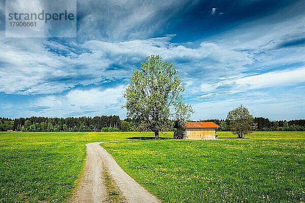 Parstorale europäische Szene  Landstraße in Sommerwiese  Baum und Holzschuppen. Bayern  Deutschland  Europa