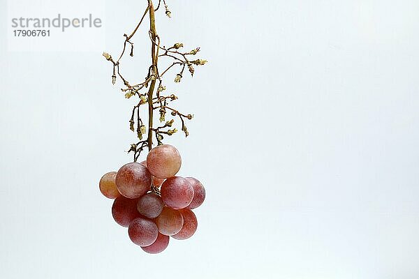 Rote Weintrauben (Vitis vinifera) an Rispe  teilweise abgepflückt  vor hellem Hintergrund