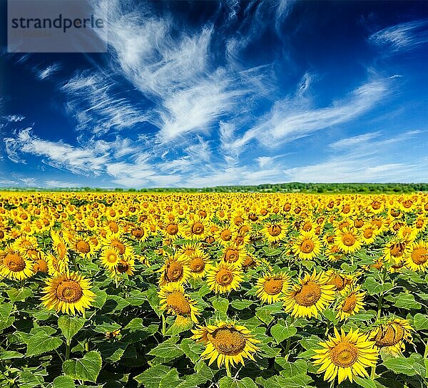 Idyllische Sommerlandschaft  blühendes Sonnenblumenfeld und blauer Himmel