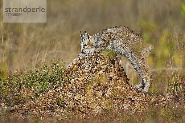 Europäischer Luchs (Lynx lynx)  auf einem Baumstamm im Herbst