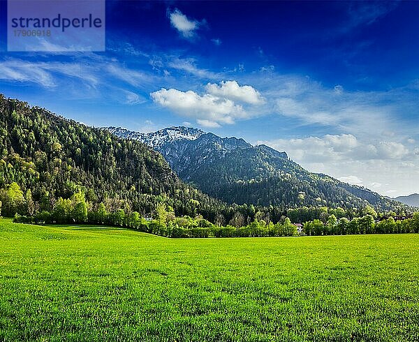 Bergwiese in den bayerischen Alpen. Bayern  Deutschland  Europa