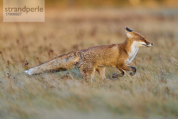 Rotfuchs (Vulpes vulpes)  rennend auf einer Wiese im Herbst