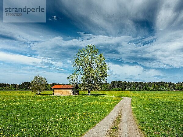 Ländlicher Weg in Sommerwiese mit Holzschuppen. Bayern  Deutschland  Europa