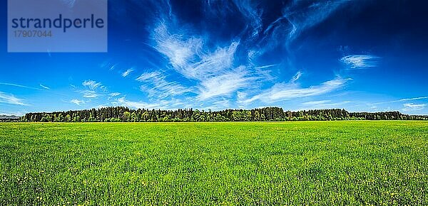 Panorama einer Sommerwiese  idyllische  heitere Szene. Bayern  Deutschland  Europa