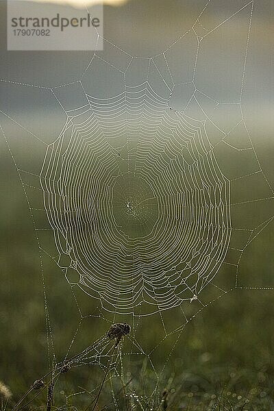 Spinnennetz mit Wassertropfen  morgens  Nebel  Niederösterreich  Österreich  Europa