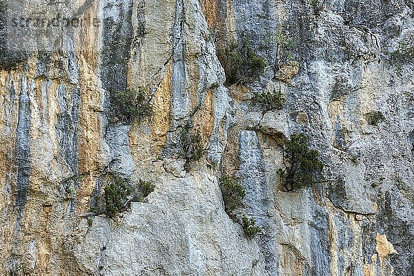 Bergkiefer (Pinus mugo) wachsen in Felswand  Schlucht von Trevans  Gorges de Trévans  Nähe von Estoublon  Alpes-de-Haute-Provence  Provence  Frankreich  Europa