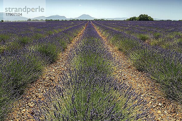 Lavendelfeld  blühender echter (Lavandula angustifolia) Lavendels  in der Nähe von Valensole  Provence  Provence-Alpes-Cote d Azur  Südfrankreich  Frankreich  Europa