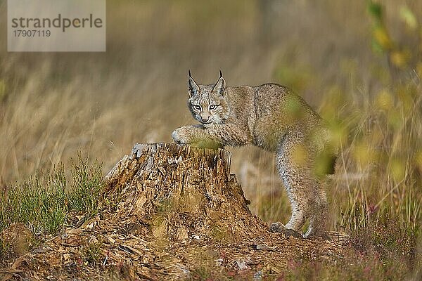 Europäischer Luchs (Lynx lynx)  auf einem Baumstamm im Herbst