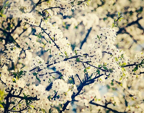 Vintage Retro-Effekt gefiltert Hipster-Stil Bild von Apfelbaum blühenden Zweig im Frühjahr mit Blumen