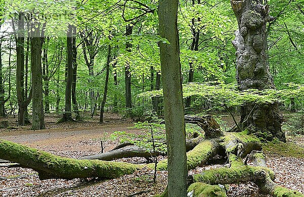 Alte Buche (Fagus) im Urwald auf der Halbinsel Darß  Deutschland  Europa