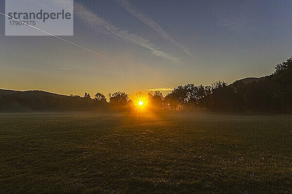 Bäume im Sonnenaufgang  Nebel  Niederösterreich  Österreich  Europa