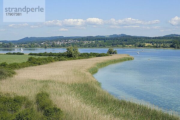 Blick von oben auf das Ufer des Bodensee  Naturschutzgebiet  Halbinsel Mettnau  Radolfzell  Bodensee  Baden-Württemberg  Deutschland  Europa