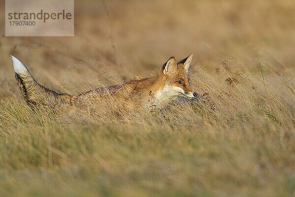 Rotfuchs (Vulpes vulpes)  rennend auf einer Wiese im Herbst