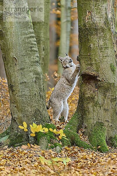 Europäischer Luchs (Lynx lynx)  kletternd auf einem Baumstamm im Herbst