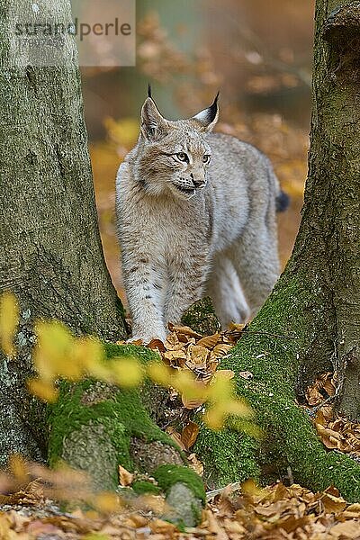 Europäischer Luchs (Lynx lynx)  im Wald im Herbst