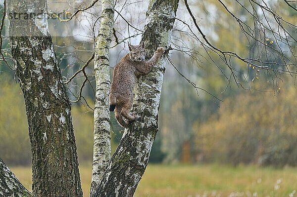 Europäischer Luchs (Lynx lynx)  kletternd auf einer Birke