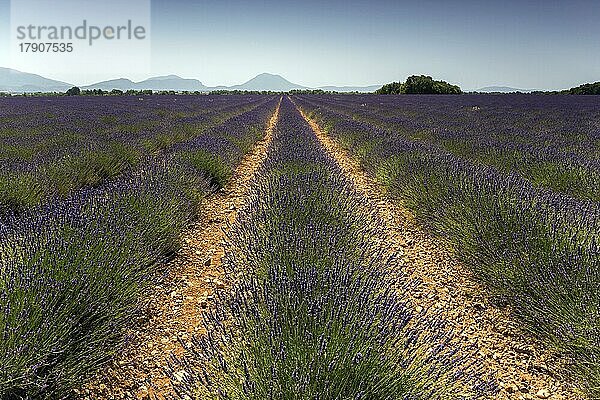 Lavendelfeld  blühender echter (Lavandula angustifolia) Lavendels  in der Nähe von Valensole  Provence  Provence-Alpes-Cote d Azur  Südfrankreich  Frankreich  Europa