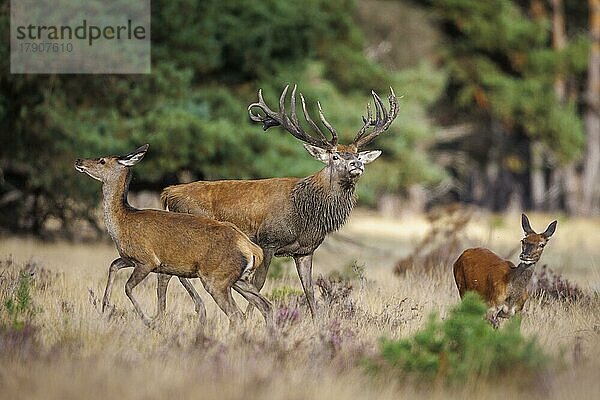 Rotwild (Cervus elaphus) im Nationalpark Hoge Veluwe  Niederlande  Europa