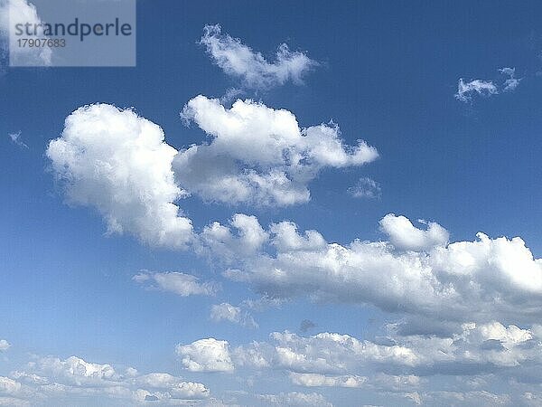 Vorne große Schäfchenwolken  Altocumuluswolken  Altocumulus-Wolken  im Hintergrund Haufenschichtwolken Stratocumulus  Stratocumuluswolken  Stratocumulus-Wolken  Deutschland  Europa